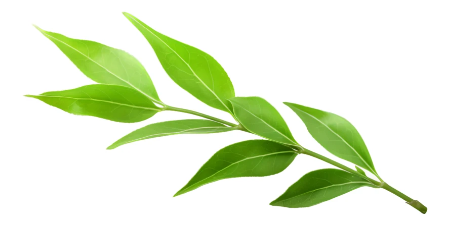 Fresh green leafy branch isolated on white background
