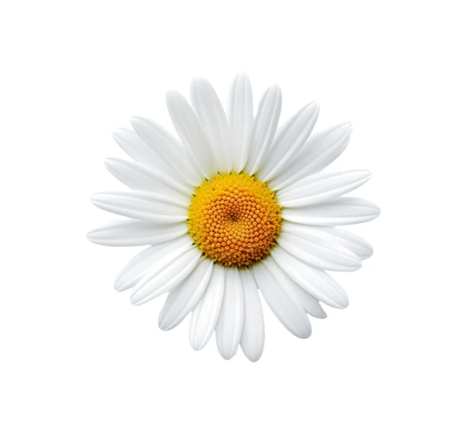 Chamomile flower head isolated on white background