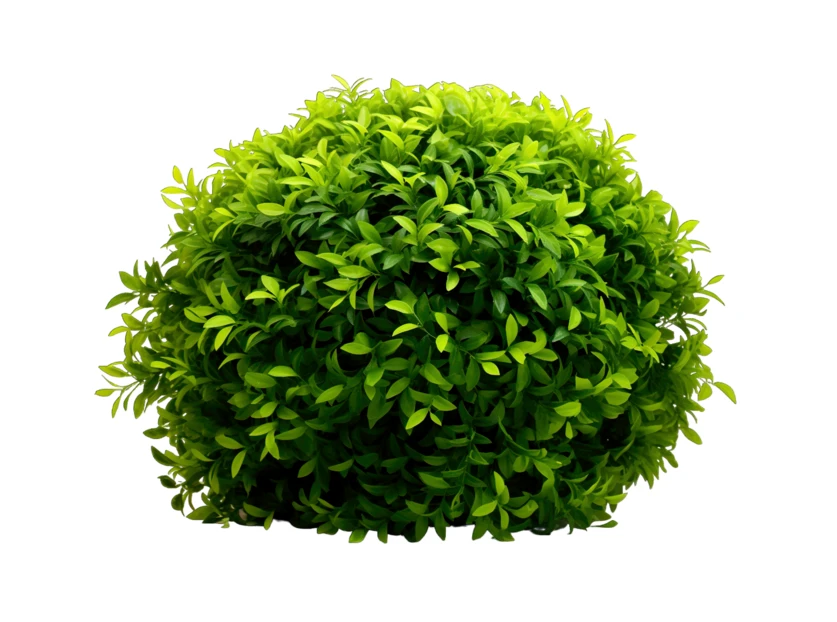 Round green topiary bush ball isolated on white background